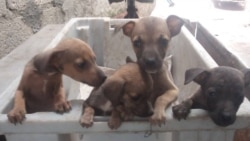 Hija de Mena Artola explica a Martí Noticias detención de su padre Hija de Mena Artola explica a Martí Noticias detención de su padre