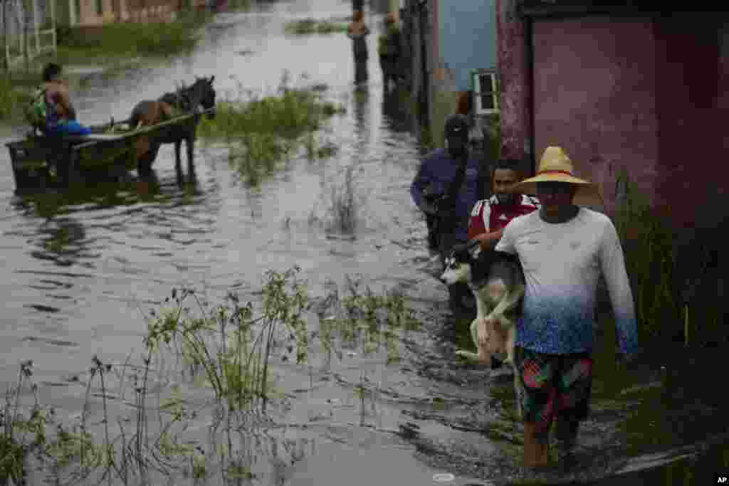 Un hombre pone a salvo de la inundación a su mascota, en Batabanó, Mayabeque.
