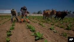 Una finca tabacalera en La Coloma, Pinar del Río, el 28 de febrero de 2023. AP Photo/Ismael Francisco