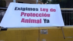 Defensores de animales terminan frustrados reunión con autoridades cubanas Defensores de animales terminan frustrados reunión con autoridades cubanas