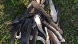 Villa Clara anuncia incremento de la producción de clarias para la dieta Villa Clara anuncia incremento de la producción de clarias para la dieta