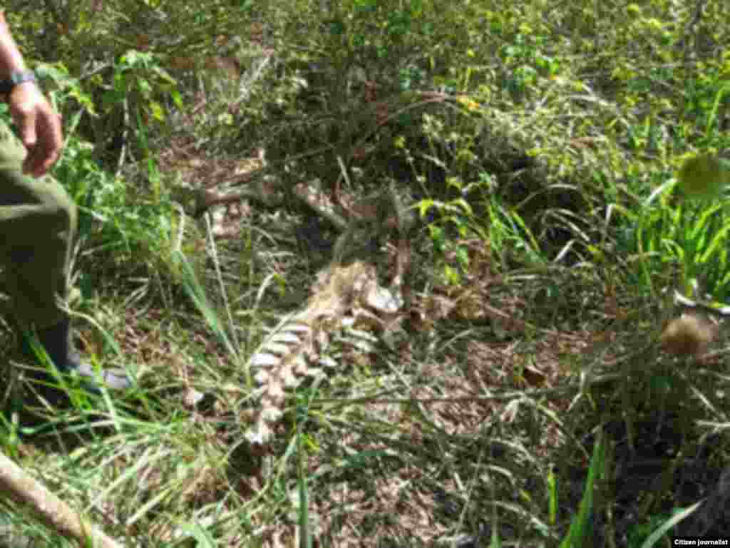 El periodista independiente Calixto Ramón Martínez indaga lo que ocurre con las reses que "desaparecen" de los campos.