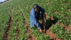 Plaga de frijol en Cuba pudo haberse evitado, advierten campesinos Plaga de frijol en Cuba pudo haberse evitado, advierten campesinos