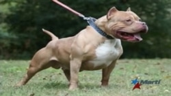 Imágenes clandestinas de peleas de perros pueden herir su susceptibilidad Imágenes clandestinas de peleas de perros pueden herir su susceptibilidad