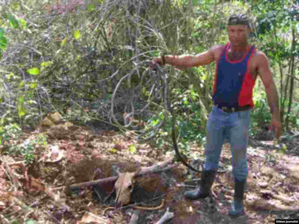 El periodista independiente Calixto Ramón Martínez indaga lo que ocurre con las reses que "desaparecen" de los campos.