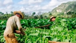 Productores descontentos ante inicio de nueva zafra tabacalera Productores descontentos ante inicio de nueva zafra tabacalera