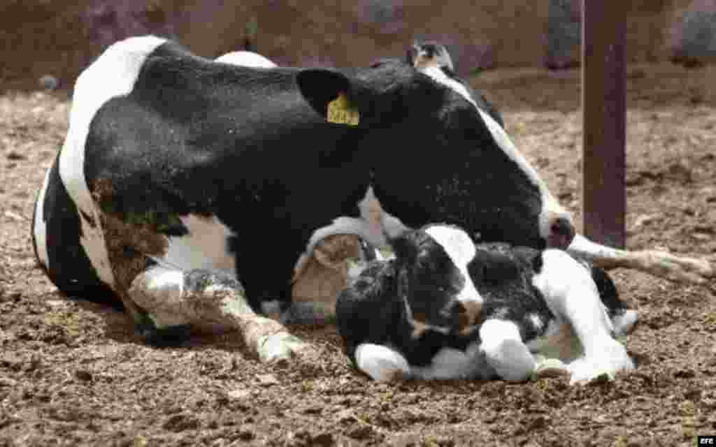 Las estadísticas oficiales muestran que de enero a septiembre de este año el sector privado produjo 250 millones de litros de leche de un total nacional de 374 millones.