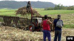 Dos campesinos observan como una cortadora-alzadora, hace su faena.