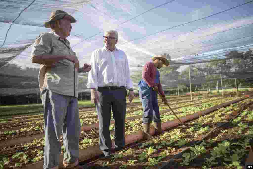 El ministro de Exteriores alemán, Frank-Walter Steinmeier (c), escucha los comentarios de Miguel Ángel Salcines López (i), director del proyecto de agricultura urbana "Vivero Alamar", durante su visita a La Habana (17 de julio, 2015).