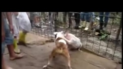 Pelea de perros en Cuba Pelea de perros en Cuba