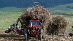 Info Martí | “Sin azúcar no hay país” Info Martí | “Sin azúcar no hay país”