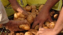 Anuncian venta normada de papa y yuca, y las colas no se hacen esperar Anuncian venta normada de papa y yuca, y las colas no se hacen esperar