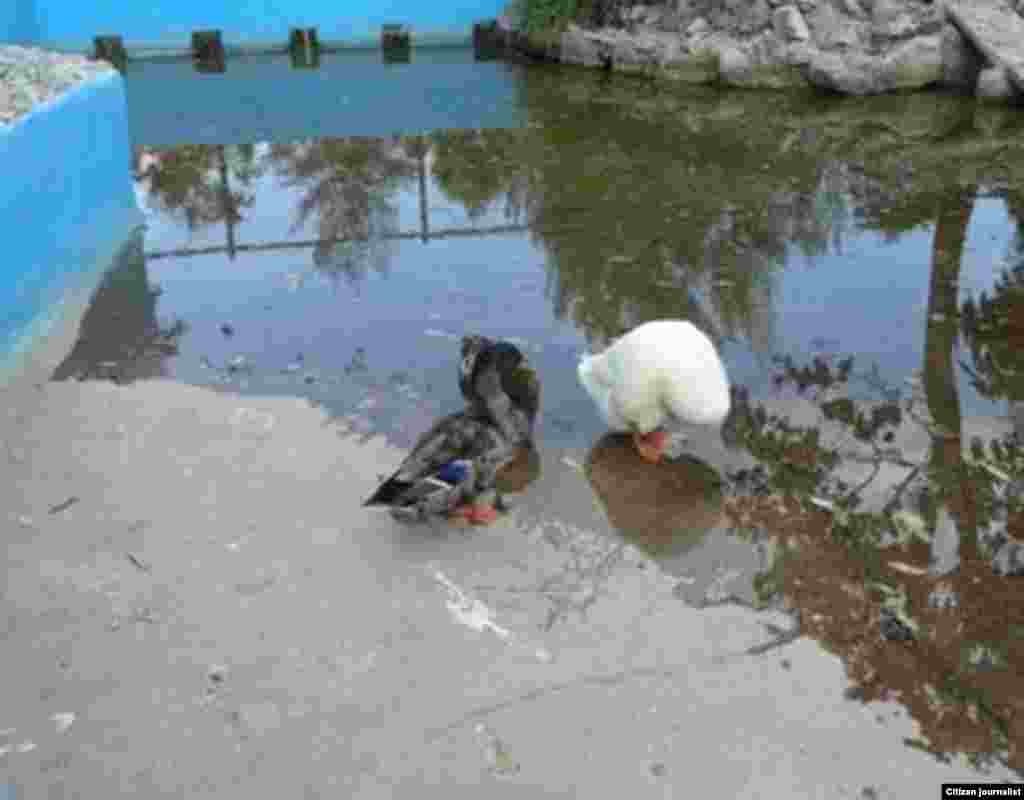 Inalkis Rodríguez residente en Camaguey expresa en twitter sus puntos de vista