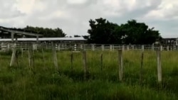 ¿Es este "el futuro de la ganadería" en Cuba? ¿Es este "el futuro de la ganadería" en Cuba?