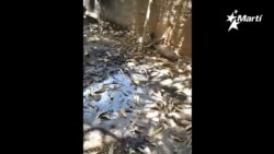 Desbordada la fosa y el gobierno no se responsabiliza Desbordada la fosa y el gobierno no se responsabiliza