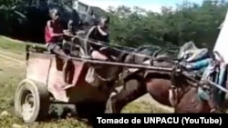 Un video de la UNPACU, divulgado en 2021, mostró a niños vendiendo lechugas en un carretón de caballo.