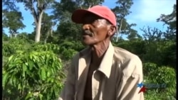 ¿Por qué decayó la producción cafetalera en Cuba? ¿Por qué decayó la producción cafetalera en Cuba?