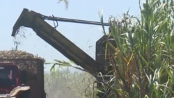 La producción azucarera en Cuba cae a su nivel más bajo en más de un siglo
 La producción azucarera en Cuba cae a su nivel más bajo en más de un siglo
