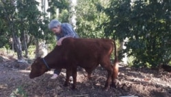Autoridades cubanas confiscaron animales en la finca de la familia de opositores políticos Autoridades cubanas confiscaron animales en la finca de la familia de opositores políticos
