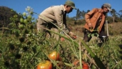 Agricultores reportan afectaciones por crisis de combustible Agricultores reportan afectaciones por crisis de combustible