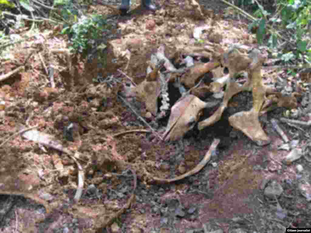 El periodista independiente Calixto Ramón Martínez indaga lo que ocurre con las reses que "desaparecen" de los campos.